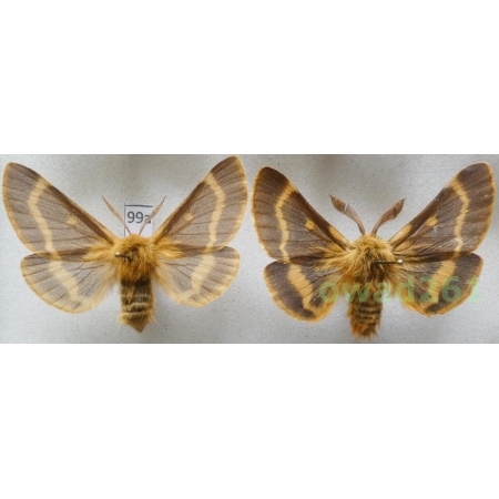 Lemonia dumi (Linnaeus, 1761) pair Czech99a